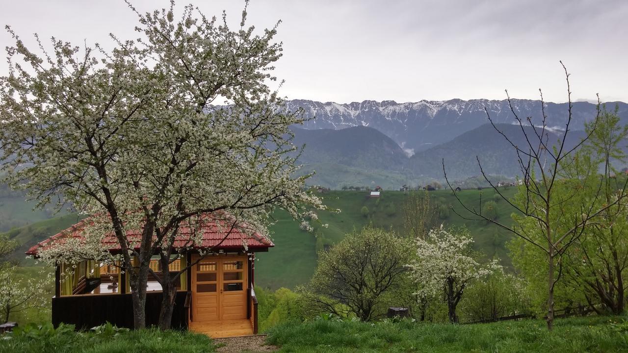 Alpine Escape Studios Magura  Room photo